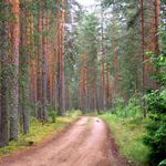 В лесах Житомирской области построят 57 км новых дорог. ФОТО