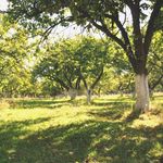 Земли Житомирского ботанического сада вернули в природно-заповедный фонд