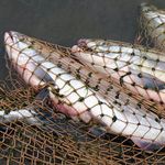 Рыбак-браконьер в Житомирской области наловил рыбы на 63 тыс грн