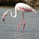 На Житомирщину прилетел розовый фламинго. ФОТО