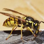 Надзвичайні події: 50-летний житель Житомирской области погиб из-за укуса осы