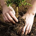 Місто і життя: Сегодня студенты «политеха» высадят в Житомире 800 деревьев