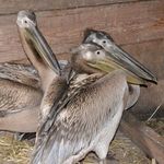 В Житомирской области местные жители нашли трех пеликанов. ФОТО