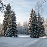 Накануне новогодних праздников в лесах Житомирщины усилят охрану ёлок