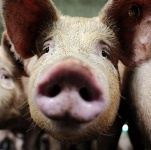 Новини України: В Житомирской области противодействуют распространению африканской чуме свиней