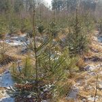 Новини України: На Житомирщине новогодние елки выращивают на 750 гектарах специальных плантаций