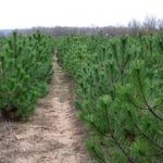 Новини України: В предновогодний период на Житомирщине продали около 50000 елок