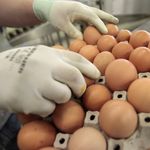 В прошлом году на Житомирщине произведено более 600 млн куриных яиц