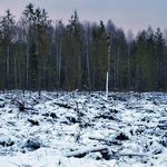 В лесах на Житомирщине незаконно срубили несколько сотен деревьев. ВИДЕО