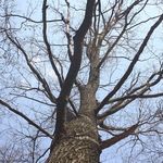 В Житомирской области на дереве обнаружили тело погибшего мужчины