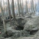 Черные копатели янтаря уродуют леса Житомирской области. ФОТО
