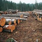 В лесхозе на Житомирщине незаконно срубили леса на 150 тыс. грн