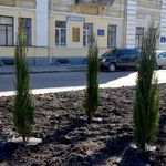 Місто і життя: На центральных улицах и скверах Житомира высадят более 1000 деревьев. ФОТО