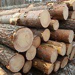 Житомирский облсовет выступает против введения моратория на экспорт лесоматериалов