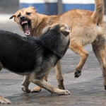 Надзвичайні події: Житомирянка, которую покусали бездомные собаки, требует 200 тыс. грн морального ущерба