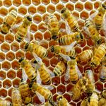 Кримінал: В Житомирской области у пасечника украли ульи с пчелами