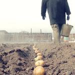 Новини України: На Житомирщине уже посажено около 2,7 тыс. га картофеля