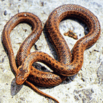В Житомирской области за выходные от укусов змей пострадали два человека