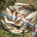 В Житомирской области браконьер незаконно наловил рыбы на 34 тыс. грн