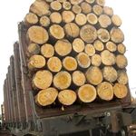 Кримінал: В Житомирской области изъяли 18 кубов леса без соответствующих документов