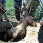 На Житомирщине спасатели достали лошадь из 3-х метрового канализационного колодца. ФОТО