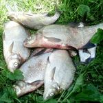 Кримінал: Под Житомиром двое рыбаков незаконно выловили сетями рыбы на 14 тыс. грн