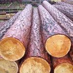 Чиновники государственного лесхоза на Житомирщине прикарманили более 1 млн гривен