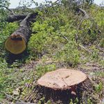 Місто і життя: В лесополосе под Житомиром незаконно срубили 61 дуб. ФОТО