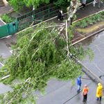 Надзвичайні події: В Житомире сильный ветер повалил дерево и перекрыл дорогу на Гоголевской. ФОТО