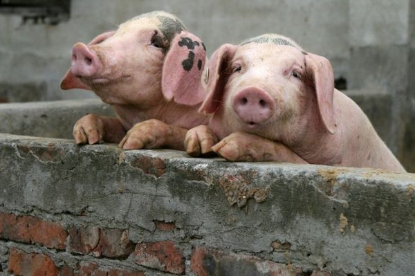 На Житомирщине зафиксирована вспышка африканской чумы свиней