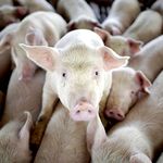 На Житомирщине зафиксирована вспышка африканской чумы свиней