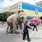 У фонтана в центре Житомира прогуливался слон. ФОТО