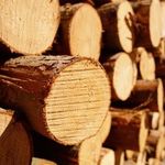 В Украине на 10 лет введен мораторий на экспорт леса