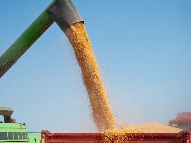 Новини України: Аграрии Житомирщины уже намолотили более 150 тыс. тонн зерна нового урожая