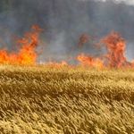 На Житомирщине горело 80 га пшеницы: владельцы подозревают поджог. ФОТО