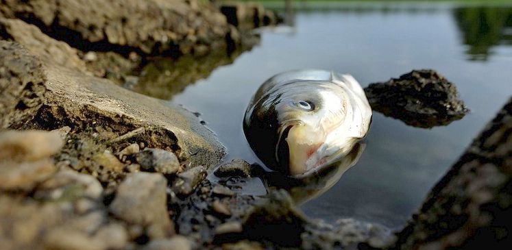 Новини України: В реках Житомирской области из-за жары может начаться массовый мор рыбы