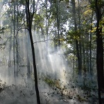 Селяне уверяют что пожары в Коростенских лесах - умышленный поджог. ФОТО
