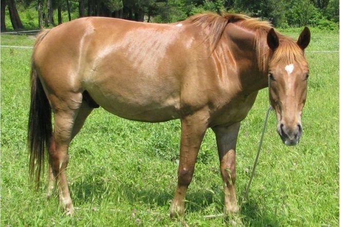Кримінал: ​Преступления по-цыгански: в Житомирской области украли пять лошадей