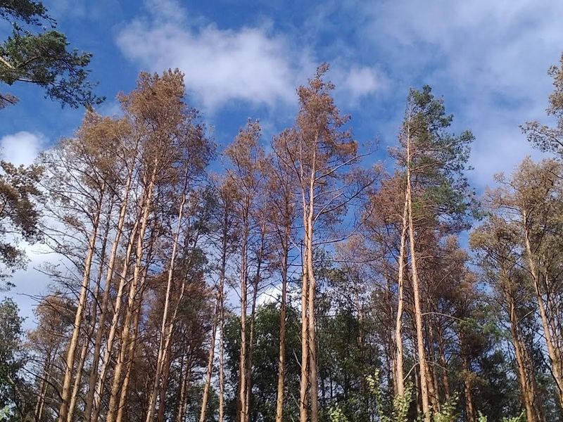 Новини України: Из-за глобального потепления в лесах Житомирщины засыхают сосны
