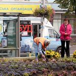 ​Ко Дню города в центре Житомира высаживают цветы. ФОТО