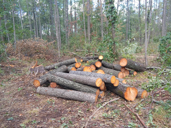 Кримінал: Двое «лесорубов» на Житомирщине хотели согреться незаконно спиленными деревьями