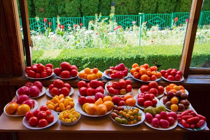 Выращиваем томаты в теплицах из поликарбоната