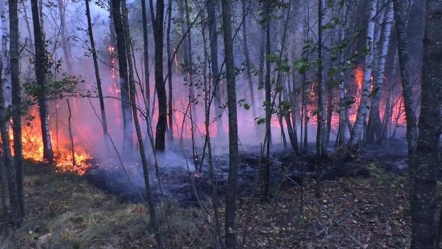 Новини України: С начала года в экосистемах Житомирской области произошло более 900 пожаров