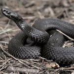В Житомирской области змея напала на мужчину: пострадавший в реанимации
