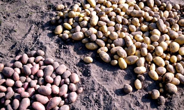 Гроші і Економіка: Житомирская область полностью обеспечена картошкой, но цены все равно вырастут