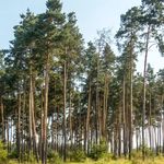 Прокуратура проверит законность вырубки леса в Радомышльском районе