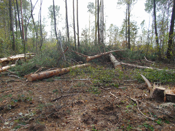 Кримінал: ​Житомирские лесорубы, незаконно срубившие 23 сосны, могут сесть на 3 года