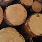 Люди і Суспільство: У Радомишлі громадський активіст звинувачує директора державного лісгоспу у незаконній вирубці лісу