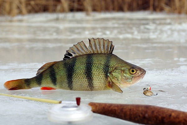 Новини України: С 5 ноября рыбачить на зимовальных ямах в Житомирской области запрещено