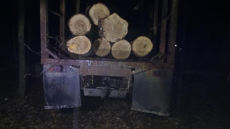 Новини України: В Житомирской области продолжается незаконная вырубка леса